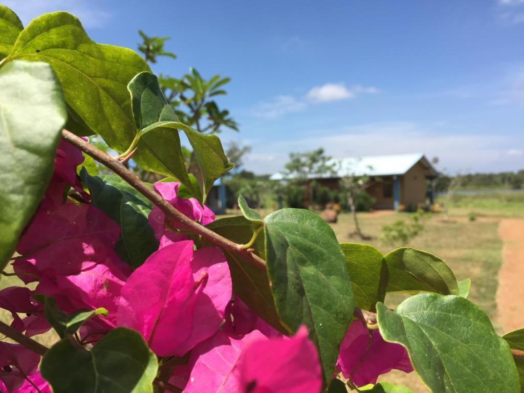 Rho Sigiriya Lake Edge Retreat Kibissa エクステリア 写真